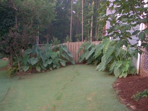 Elephant Ear anyone?